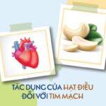 1 ngày ăn bao nhiêu hạt điều? Tác dụng của hạt điều