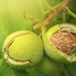 [Giải đáp] Hạt óc chó ăn sống được không?